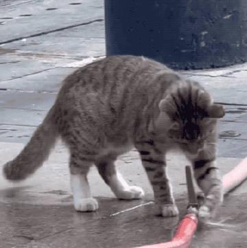 全网爆火的「喝水小猫」提醒法：3步养成喝水好习惯
